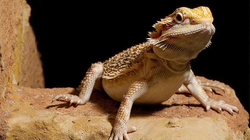 bearded dragon on a flat rock