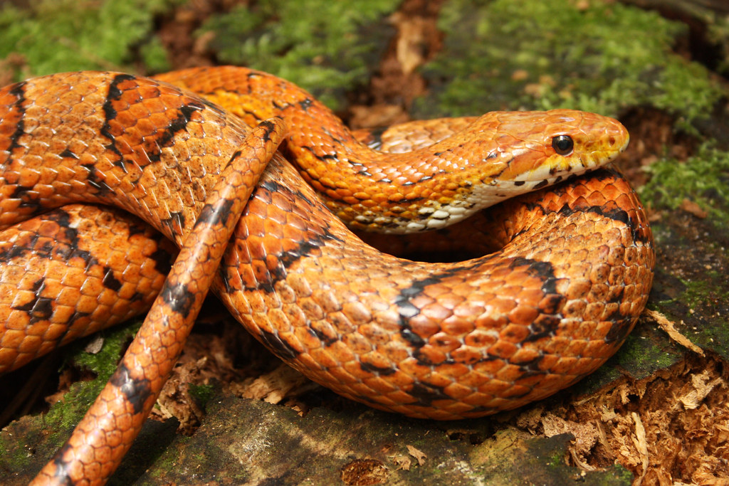 Corn Snake: The Colorful Companion