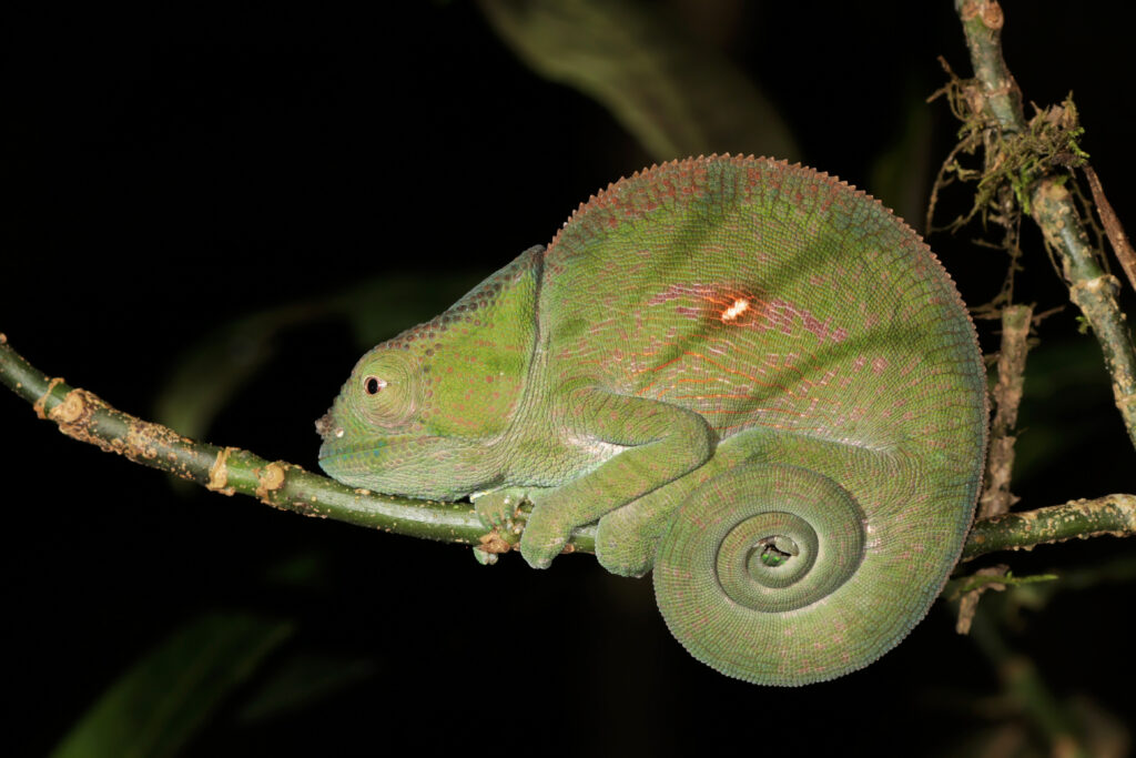 Parson's Chameleon (Calumma parsonii)
