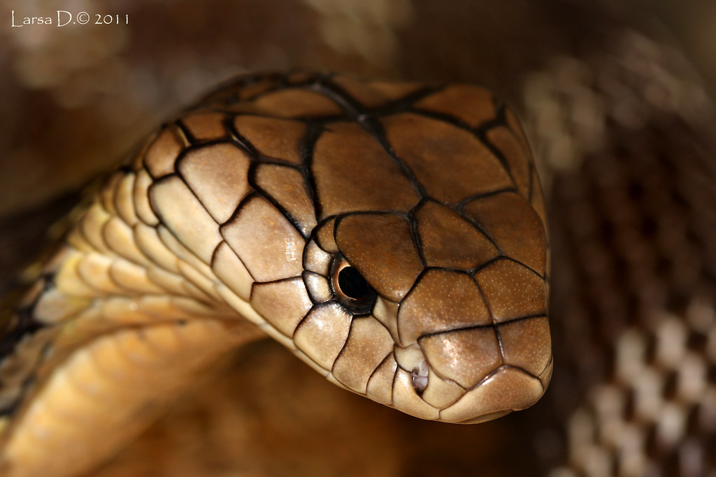 Ophiophagus hannah, king cobra