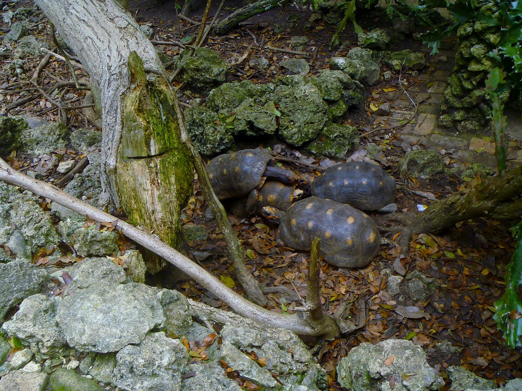 Tortoises mating