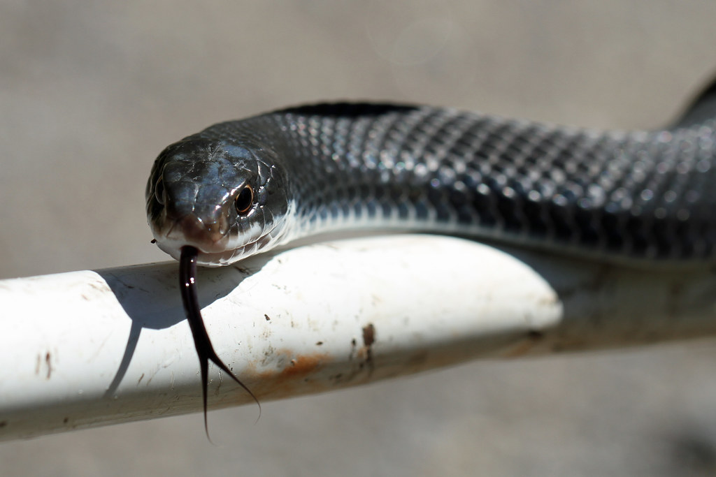 Black Racer