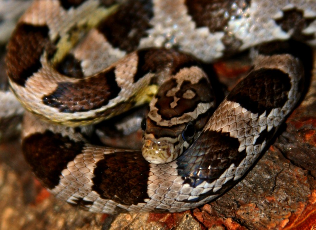 pet snake
