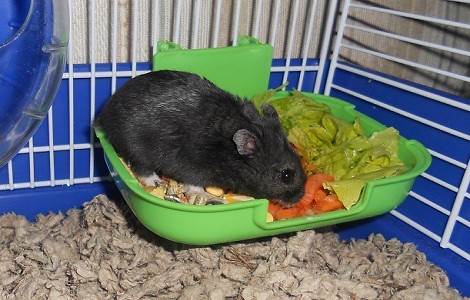 Environmental and Behavioral Enrichment Issues