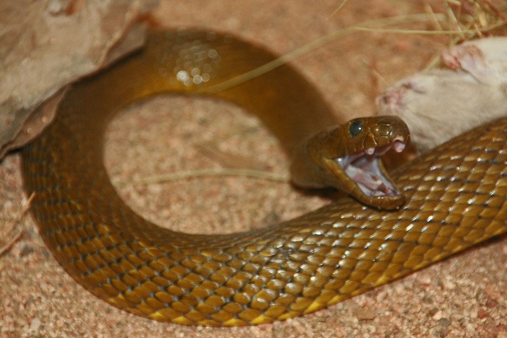 Inland Taipan, the World's Deadliest Snake