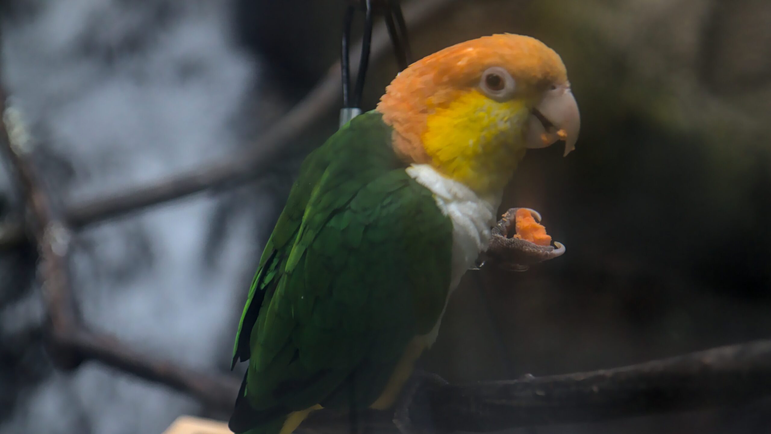 Black-legged parrot eating