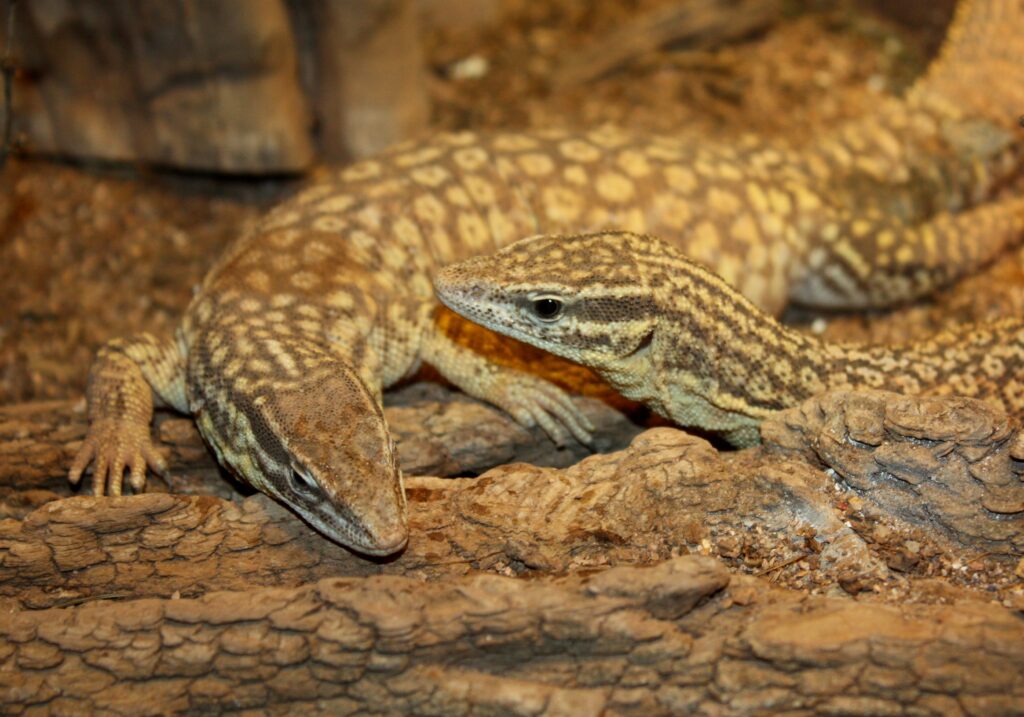 Ackie Monitor (Varanus acanthurus)