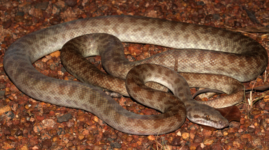 Childrens Python (Antaresia childreni) (8692425238)
