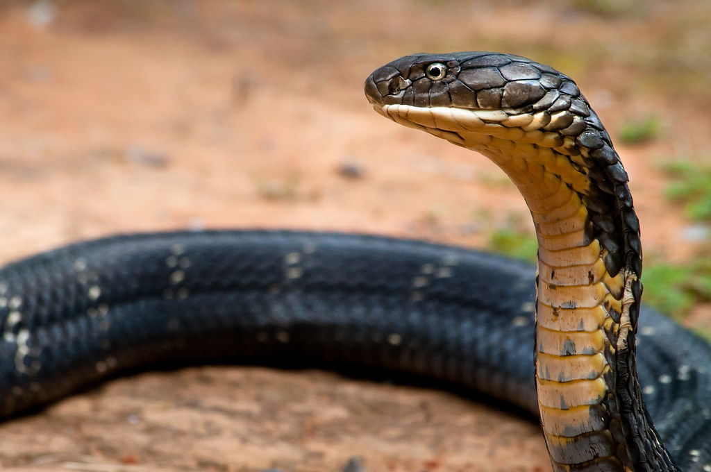 King Cobra (Ophiophagus hannah)