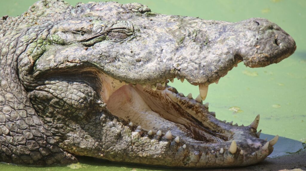 The Bite Force Champion of the Animal Kingdom