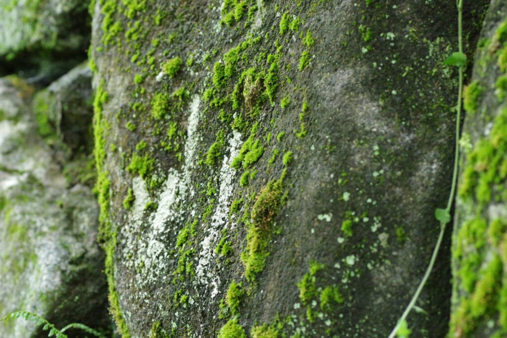Algae or Mold Growth