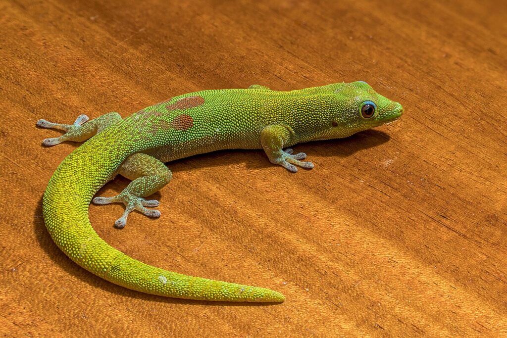 8. Day Geckos