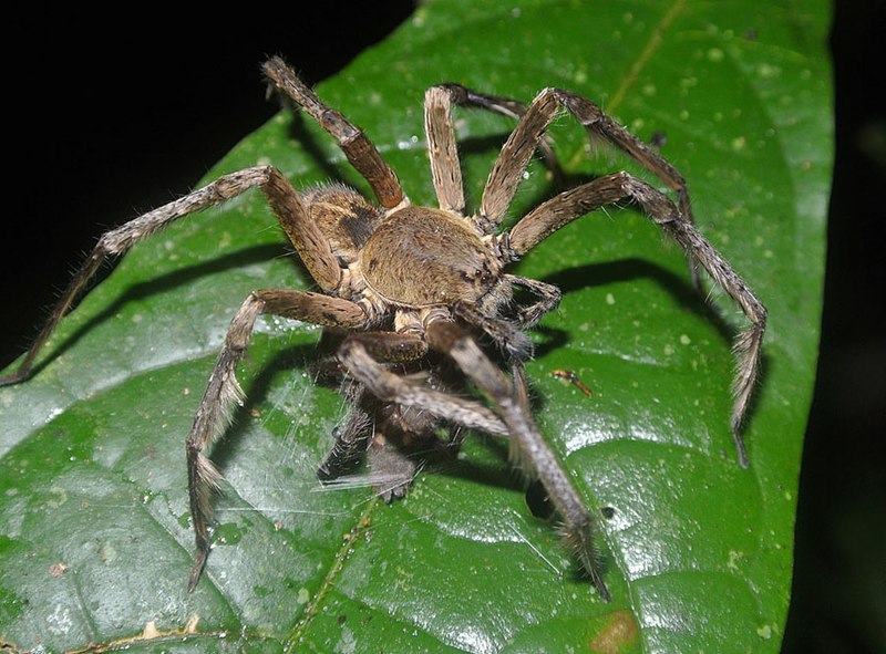 Spiders: Small Yield, Variable Toxicity