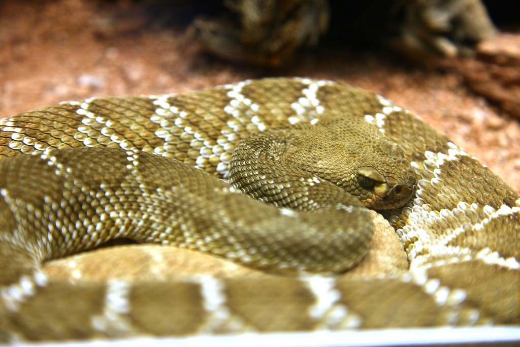 Venomous Snake Characteristics