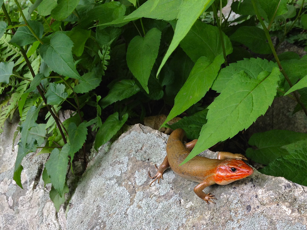 Broad headed skink - Eumeces laticeps, Male.