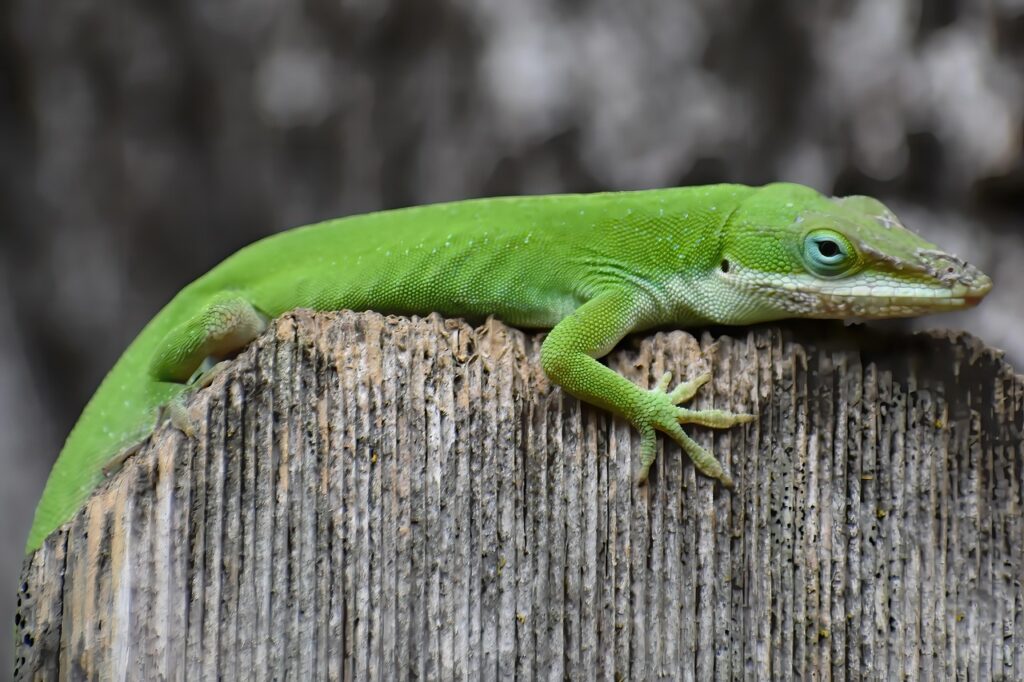 green anole, animal, mammal, lizard, reptile, amphibian, wild animal, wildlife, fauna, wilderness, nature, green anole, green anole, green anole, green anole, green anole, animal