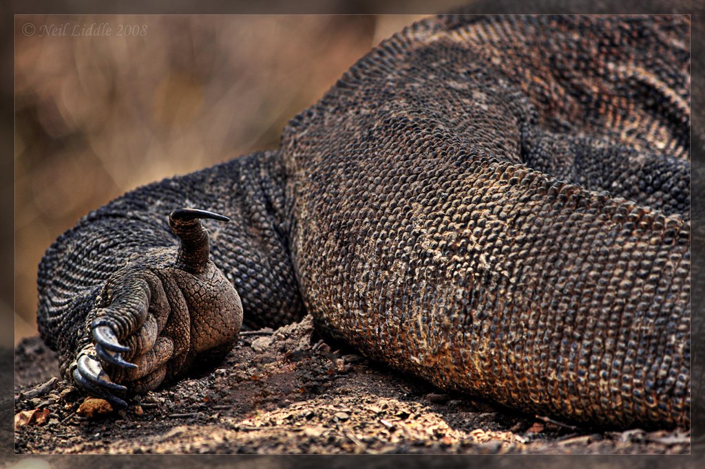 Komodo dragon foot