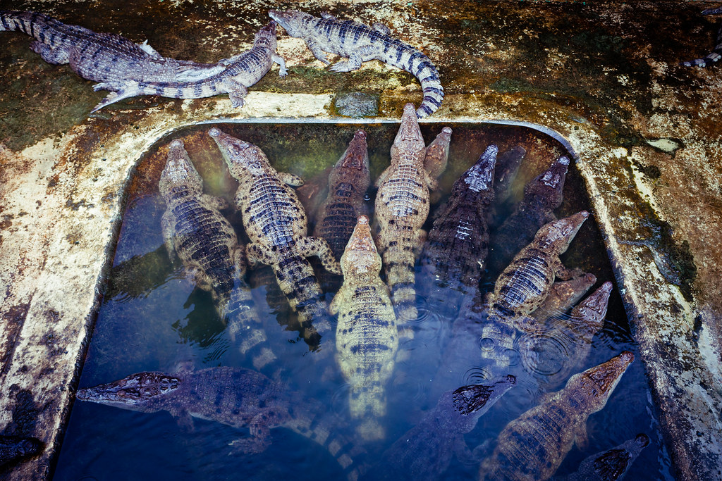 Crocodiles at the Puerto Princesa Crocodile Farm