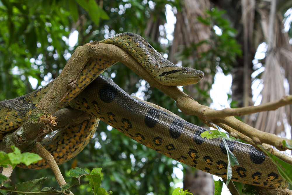 The Green Anaconda: Champion of Snake Mass