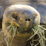 Galápagos tortoise with food