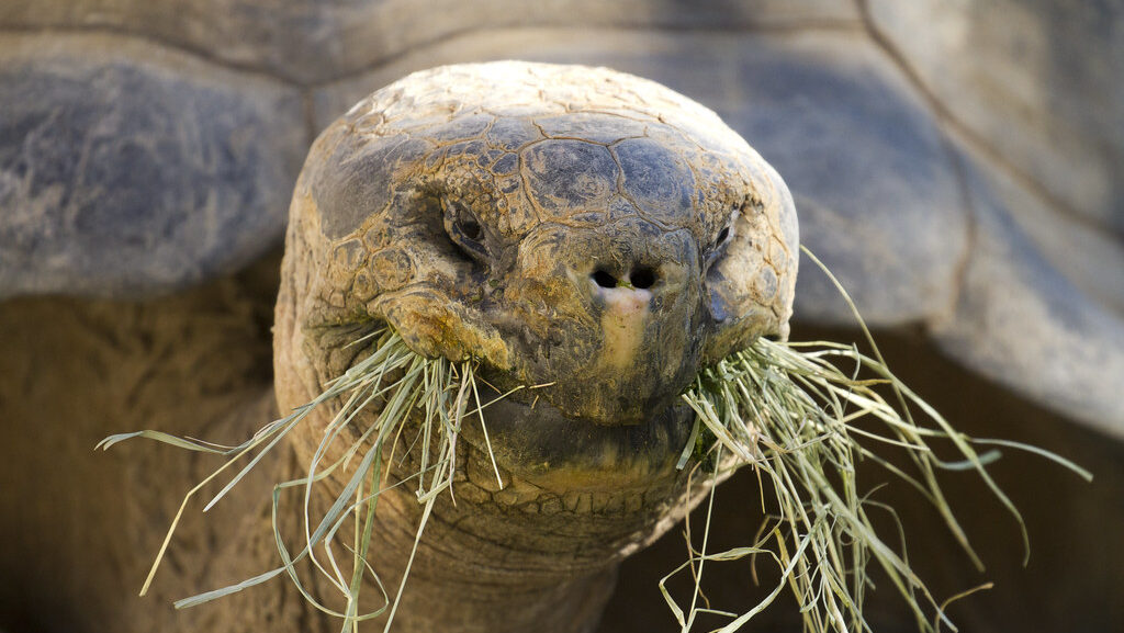 Galápagos tortoise with food