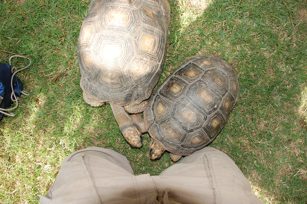 pet tortoises at some ones feet
