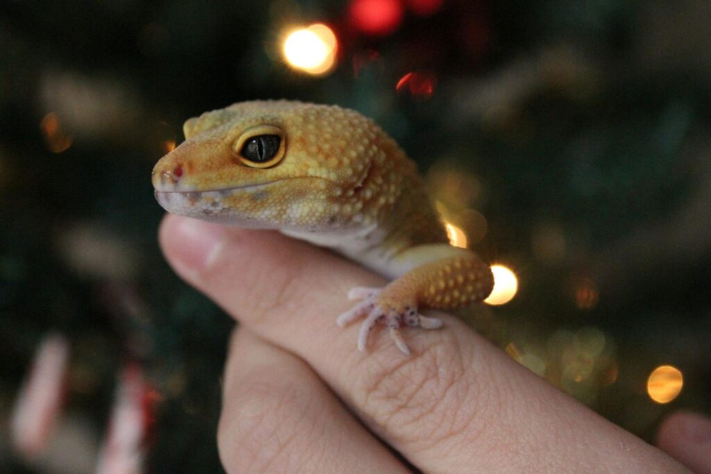 Leopard gecko resting on a hand against a blurred background with warm bokeh lights.