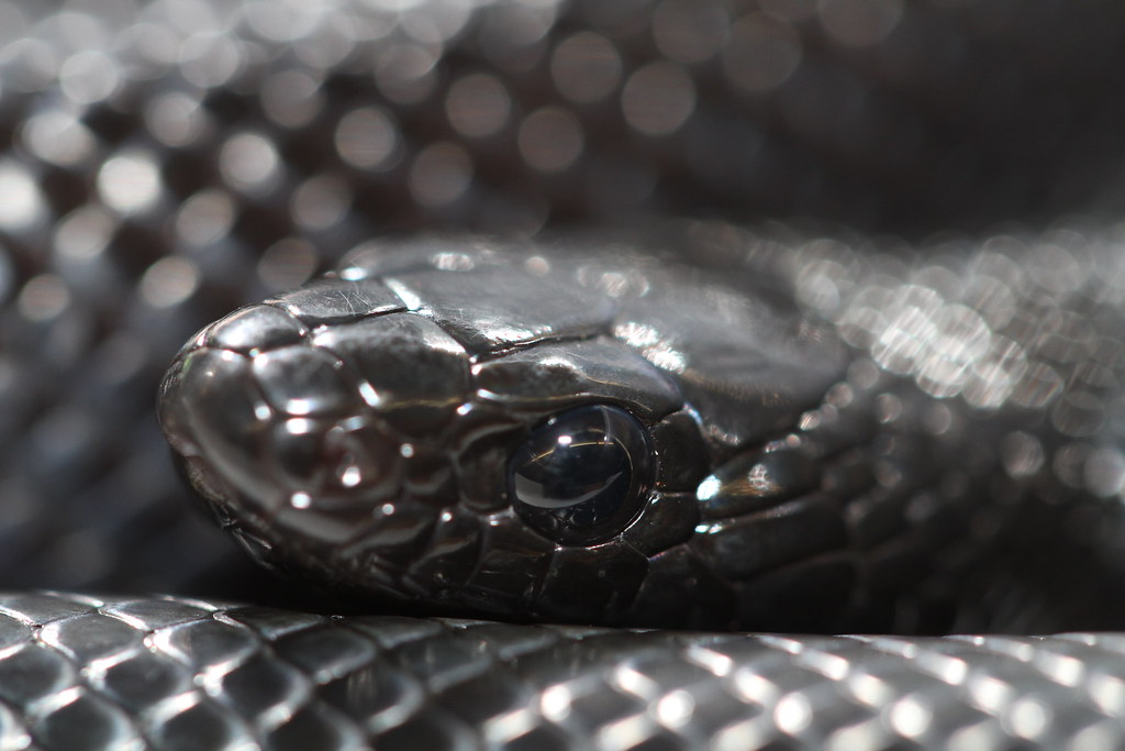 Conservation Status and Ethical Acquisition