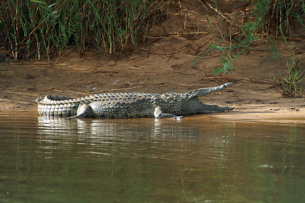 2. Nile Crocodile (Crocodylus niloticus)