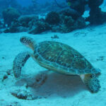 Sea Turtles Play Critical Roles in Marine Ecosystems