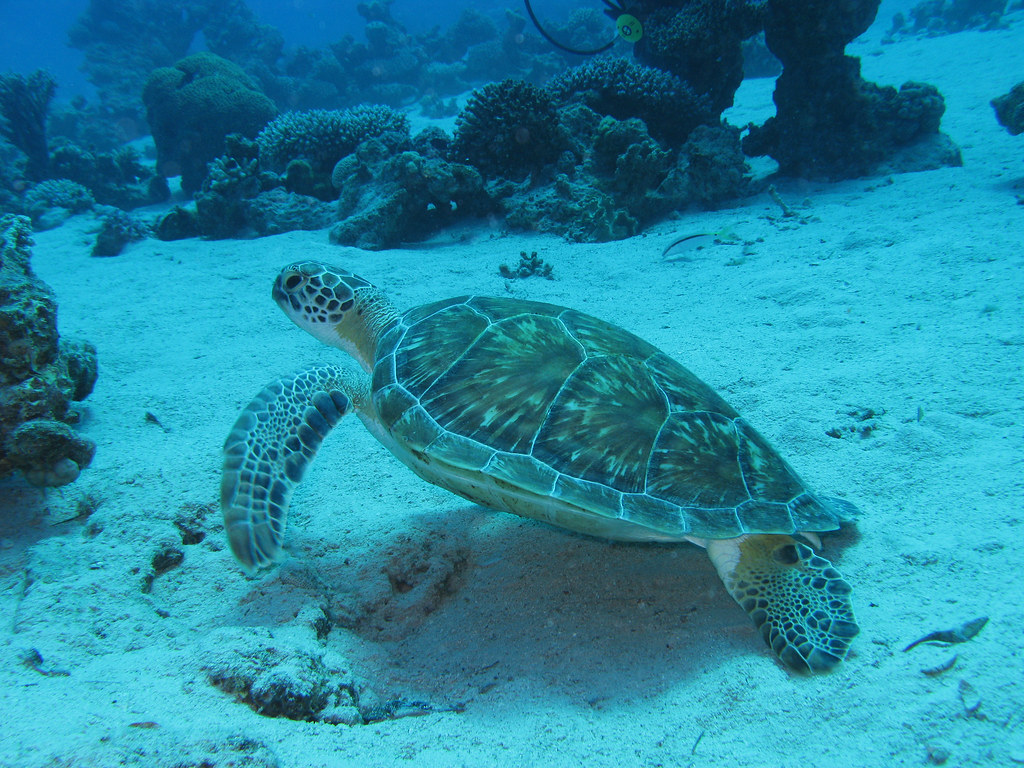 Sea Turtles Play Critical Roles in Marine Ecosystems