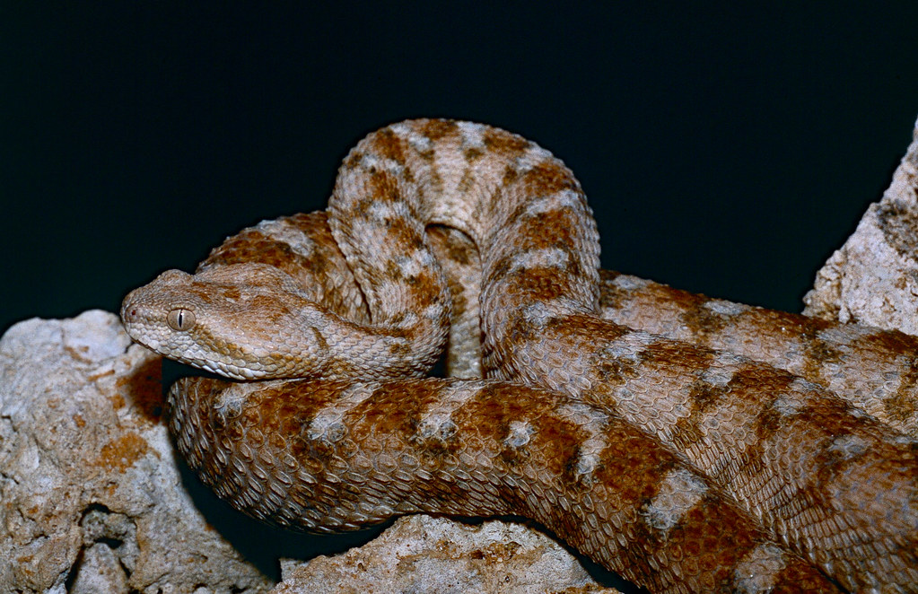 Saw-Scaled Viper (Echis spp.)