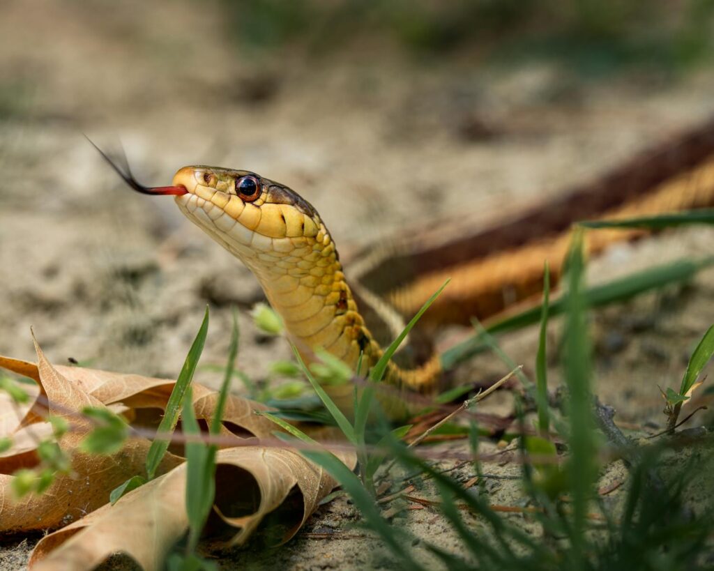Detailed close-up of a garter snake with tongue out in natural habitat among leaves.