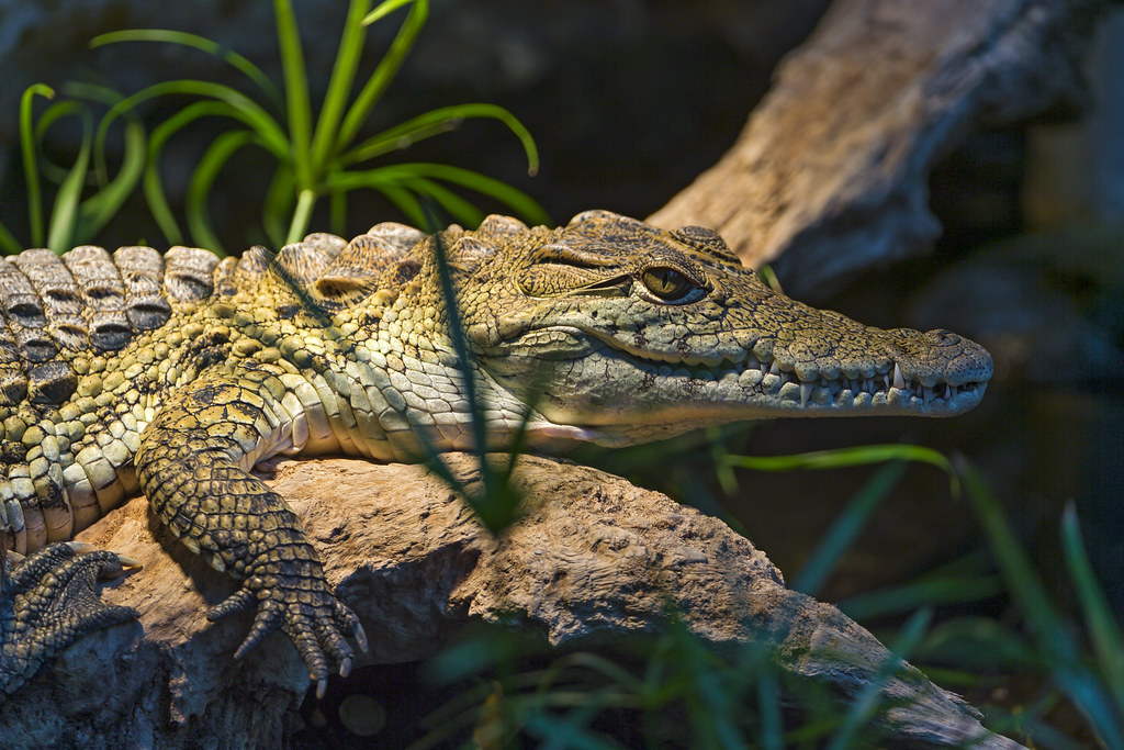 Implications for Evolutionary Neuroscience