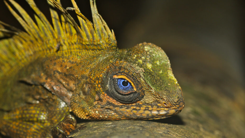 Blue-eyed Anglehead Lizard (Gonocephalus liogaster) male (Photo by Xavier MALLERET)