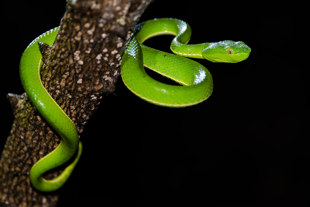 Trimeresurus vogeli, Vogel's Pit Viper (juvenile) - Khao Yai National Park