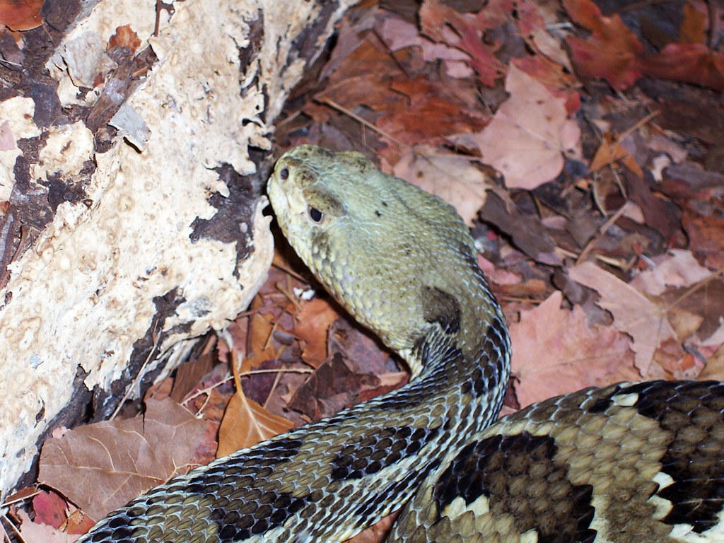 copper head  snake