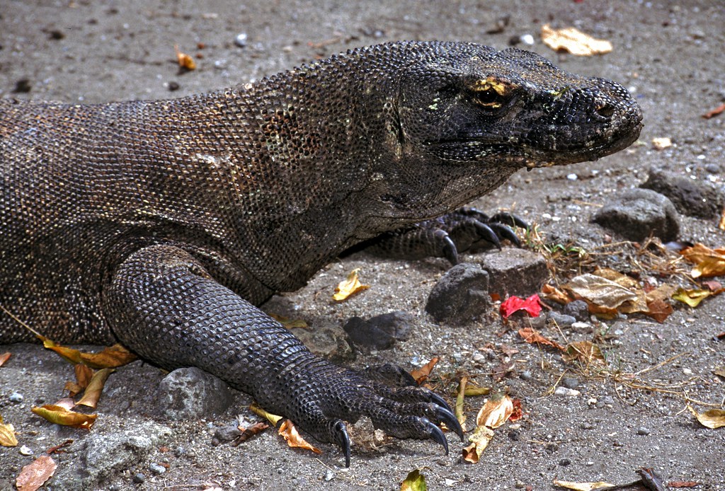 Komodo Dragon Varanus komodoensis