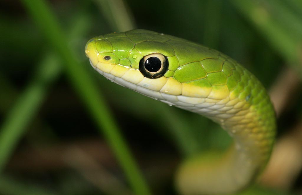 Rough Green Snake