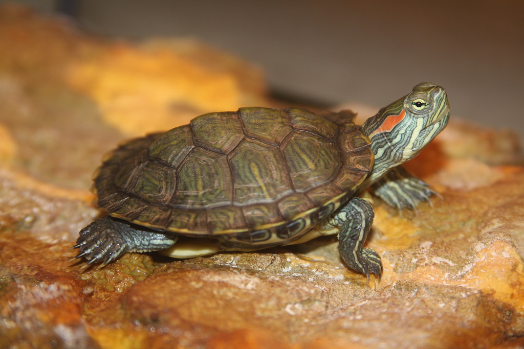Red Eared Slider Turtle