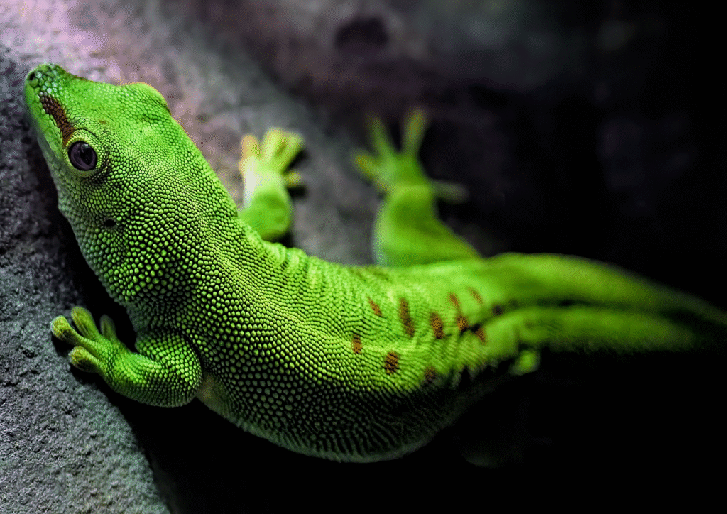 gecko, madagascar day gecko, reptile, animal, omnivore, diurnal, green, nature, wildlife, gecko, gecko, gecko, gecko, gecko, wildlife