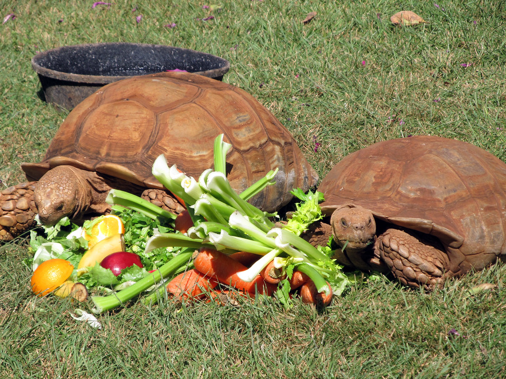 Colorful Vegetable Options