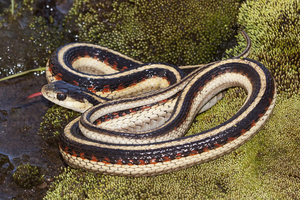 Regional Variations in Garter Snake Temperament