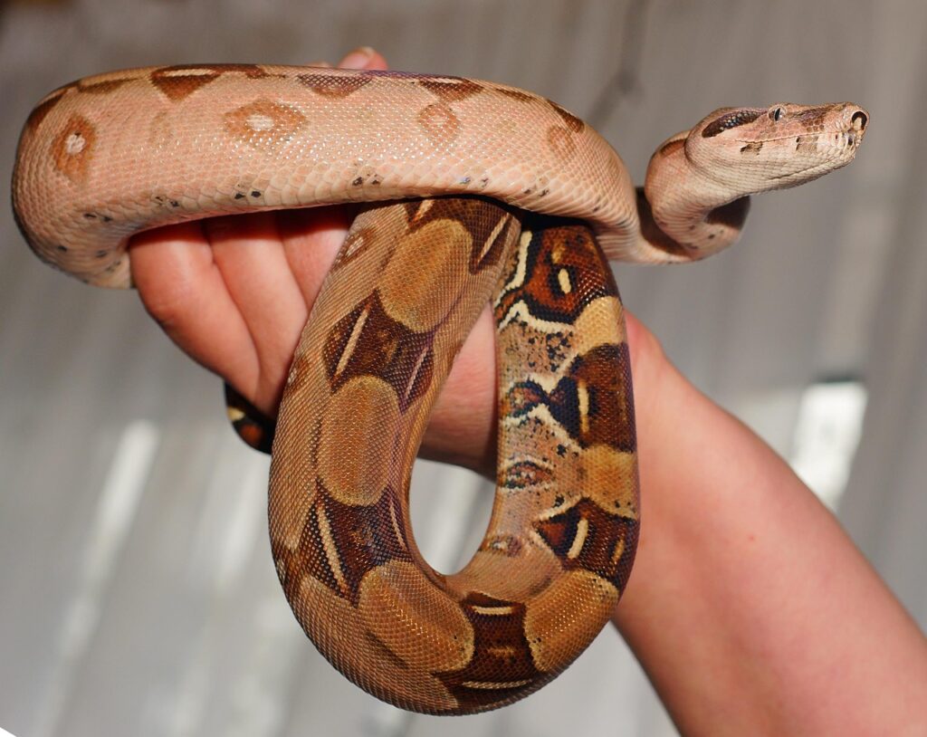 emperor snake, boa, line, boa imperator, lurk, close up, head, mouse hunter, animal, reptile, terrarium, creeping animal, nature, red tailed boa, choke snake, non toxic, small, creature, dandruff