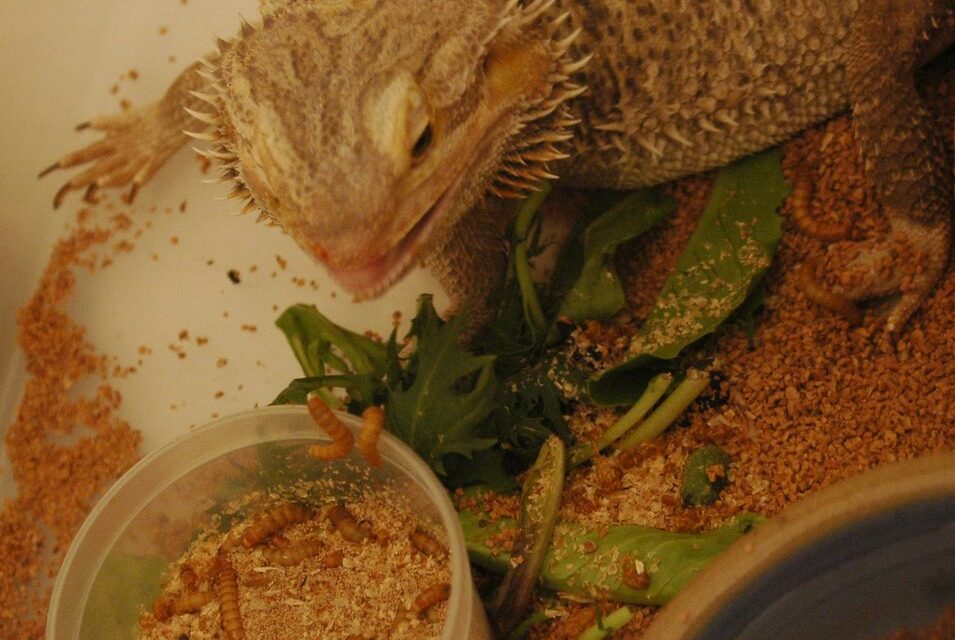 Bearded Dragons: Balancing Veggies and Insects