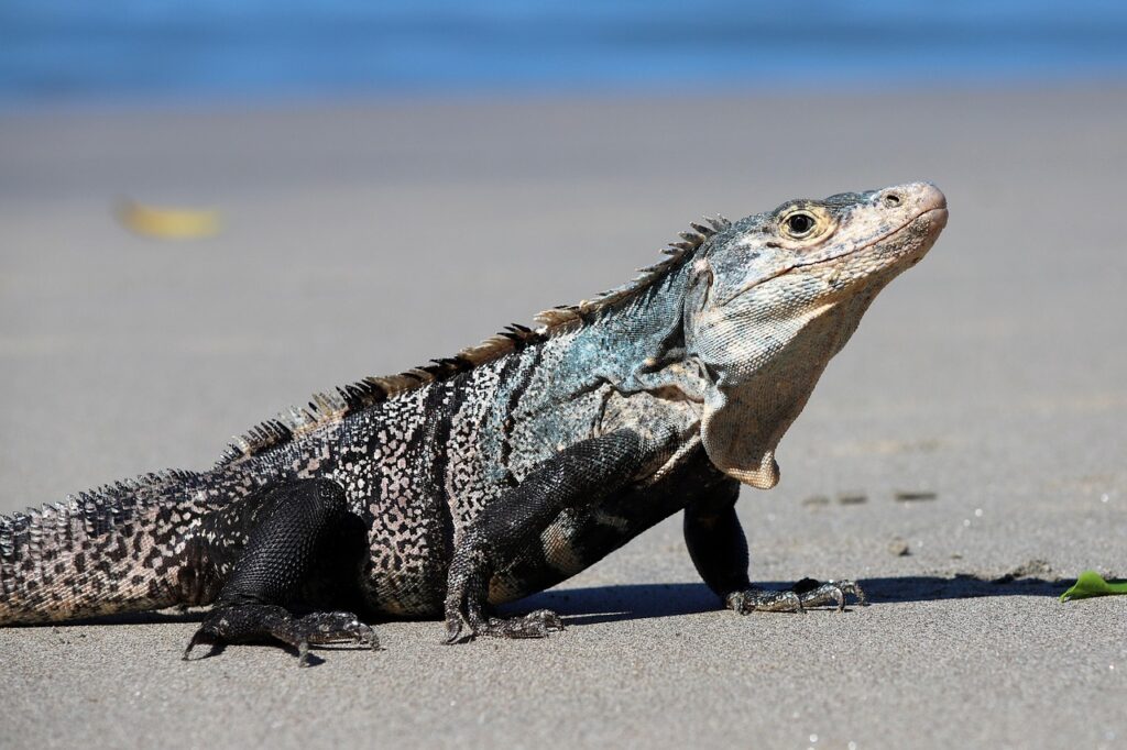 Lizards as Messengers and Healers