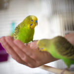 Species Differences in Selective Bonding