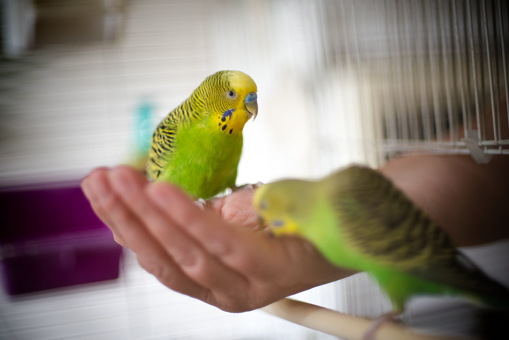 Species Differences in Selective Bonding