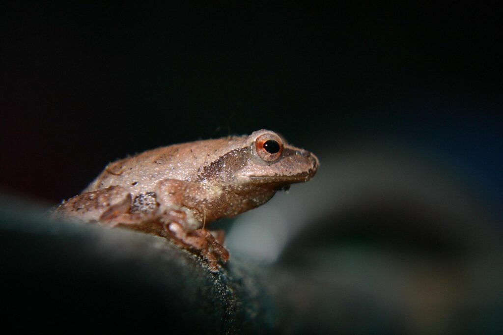 tree frog, frog, amphibian, nature, night, animal, toad, wildlife