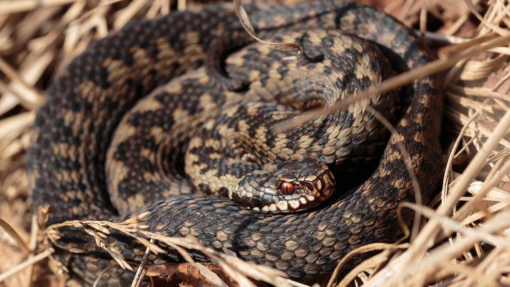 Adder snake